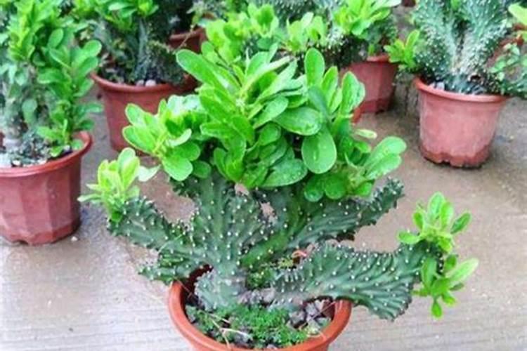 玉麒麟用什么肥料