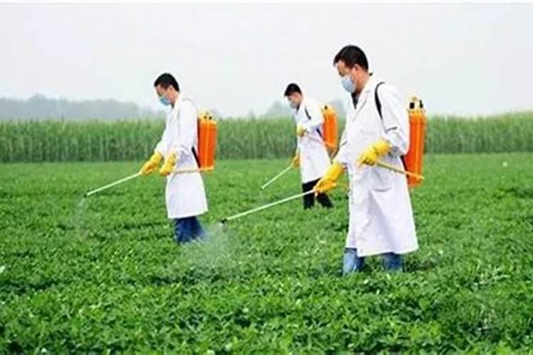 油菜叶面喷施硼肥的最佳时间