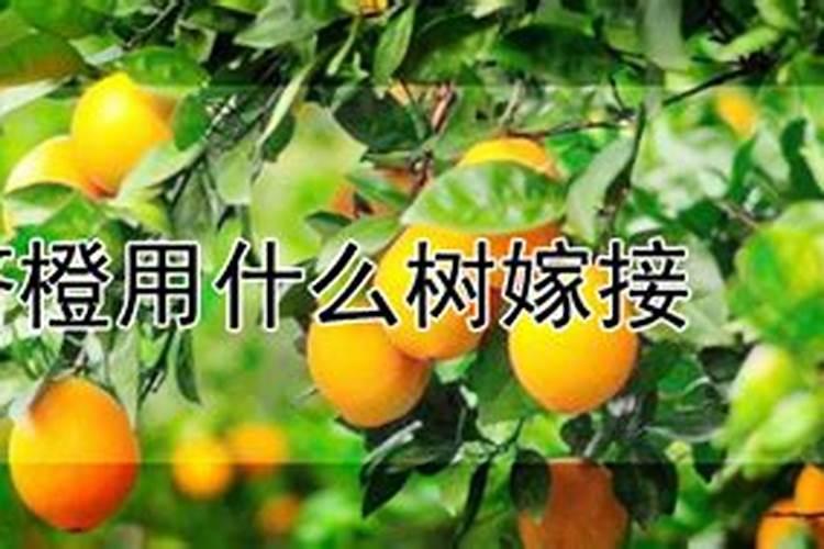 辣椒什么时候喷磷酸二氢钾
