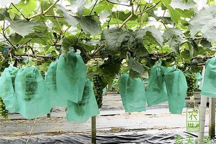 葡萄套袋后需要怎么管理？打什么药？谢谢