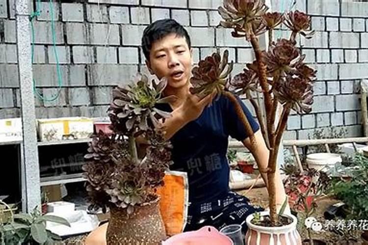 多肉植物长出芽和根来该怎么办