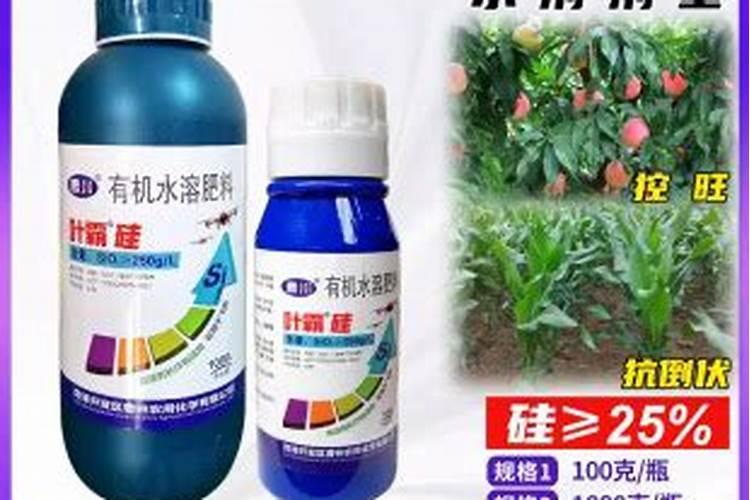 桃树虽是“铁杆庄稼”但管理不好也衰老,怎样延长盛果期？