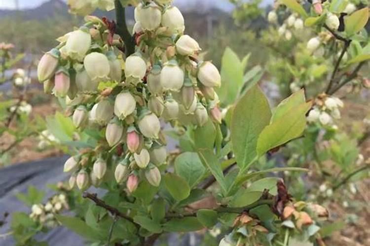 14羟基芸苔素甾醇使用方法