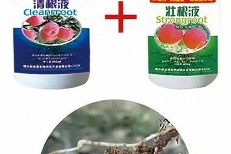 元宝树施什么肥