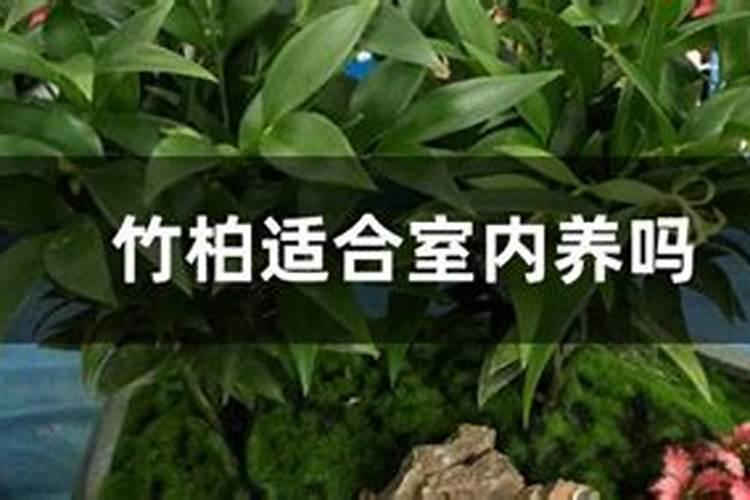 竹柏用什么肥料好