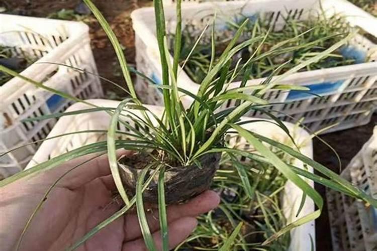 怎么鉴别麦冬和沿阶草