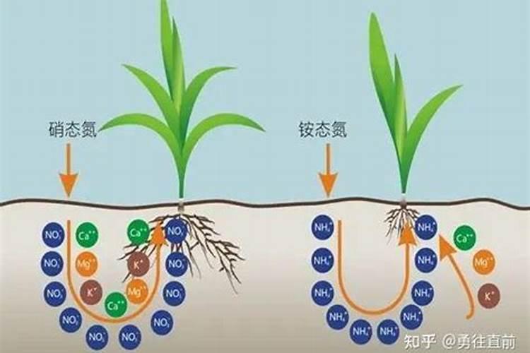 西瓜膨果期用什么肥料