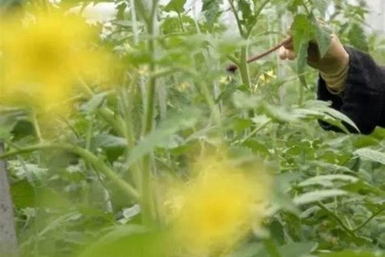 小麦专用肥氮磷钾比例多少合适