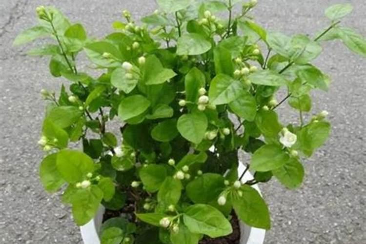 茉莉花施什么肥茉莉花怎么施肥