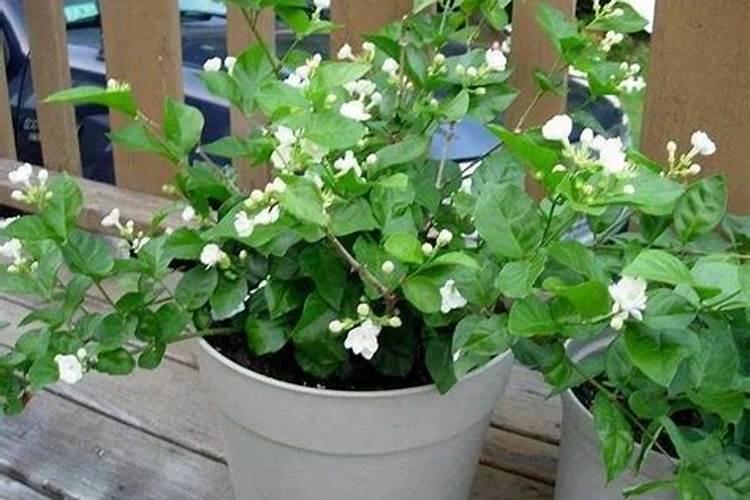 茉莉出现2种情况,要及时补肥,否则开花越来越少