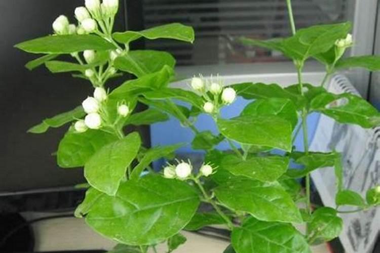 种茉莉花一定要施肥吗？有没有什么简单的方法呢？