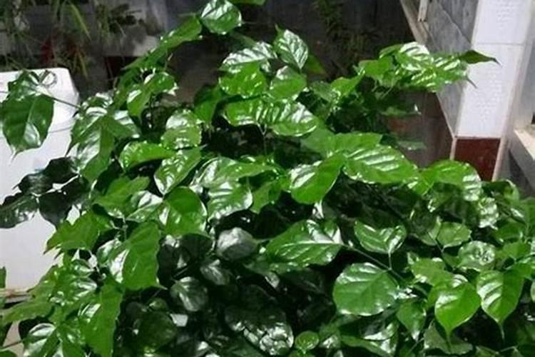 万年青植物怎么养殖