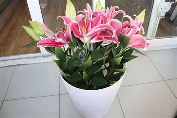百合种球的种植方法