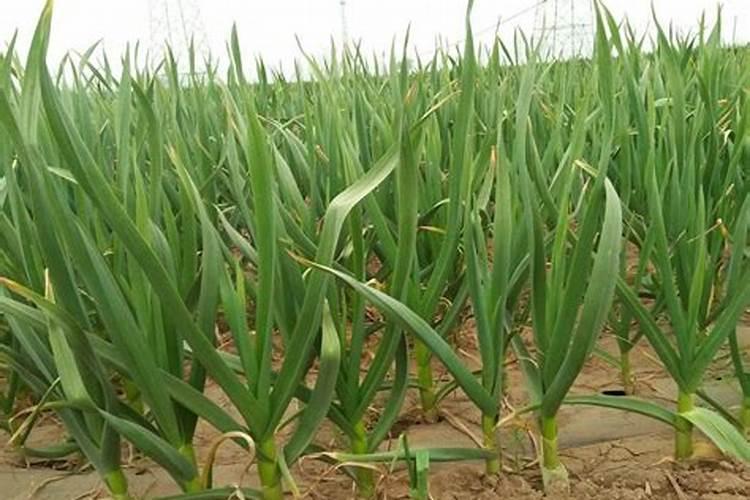 种植西瓜用什么肥料最佳？不同生长阶段,巧施肥料