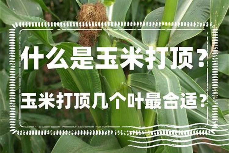 玉米苗期可以喷叶面肥吗？