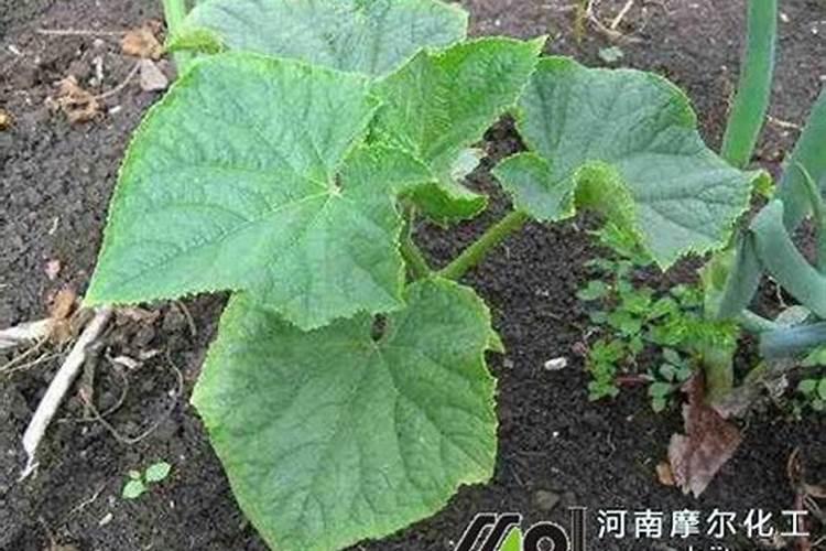百香果病虫害的防治方法有哪些