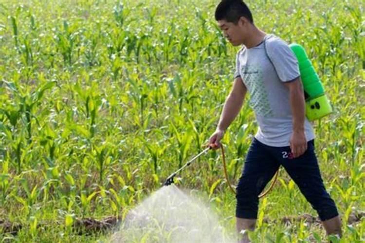 什么是磷肥 磷肥促进植物什么生长