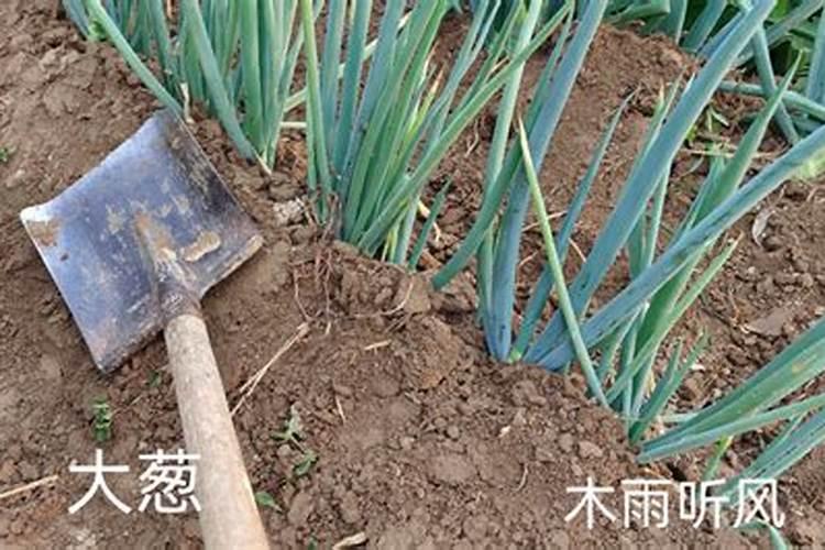 自己种的葱拿什么施肥施什么肥长的又快又好
