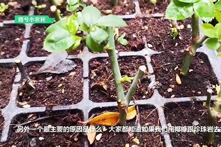怎么用扦插的方法种出花繁叶茂的月季花