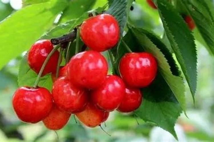 种丹参用什么肥料最好