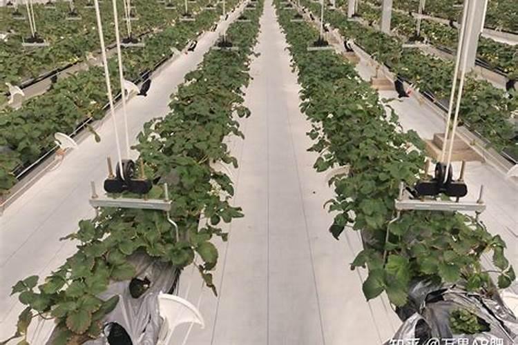 果树用什么水溶肥效果好？
