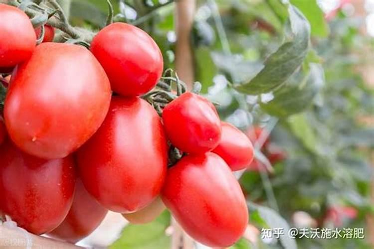 颗粒水溶肥是什么