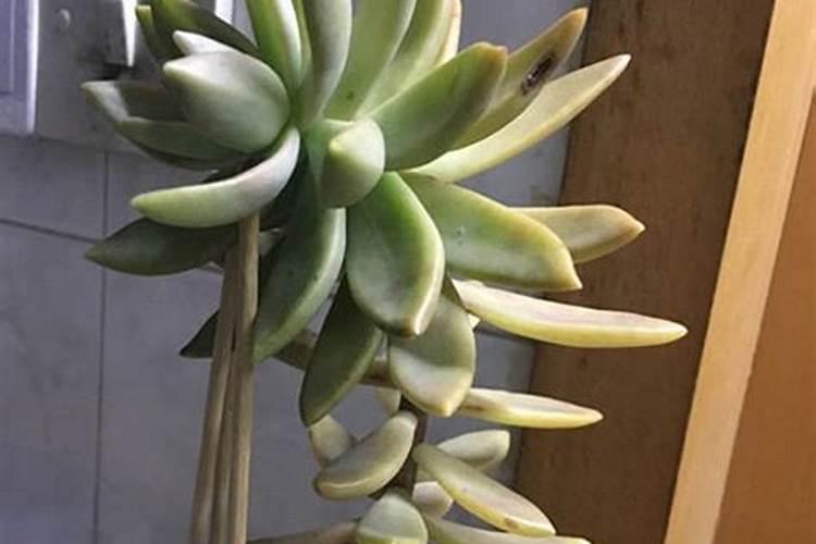 怎么种毛豆才高产量 毛豆怎么种植