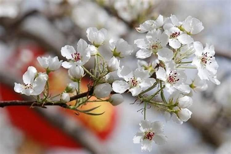 氮磷钾肥有哪些 适合什么花