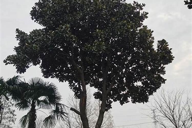 兰花换盆换土什么季节比较合适