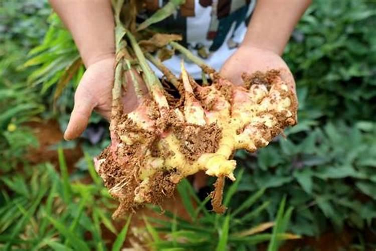 大姜种植后头两次浇水应怎么冲施肥料？