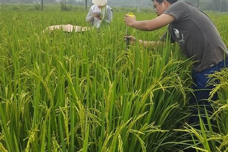 一亩大豆需要施多少化肥
