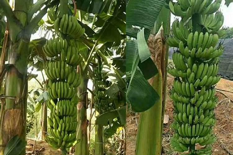 香蕉在种植过程中施什么肥好？施肥技术要点具体是什么呢？
