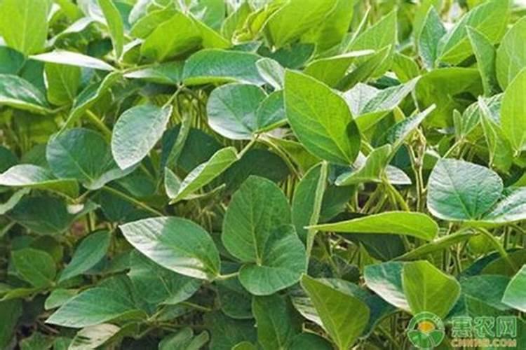 大豆适合所有花当肥料吗 大豆花期喷什么叶面肥好