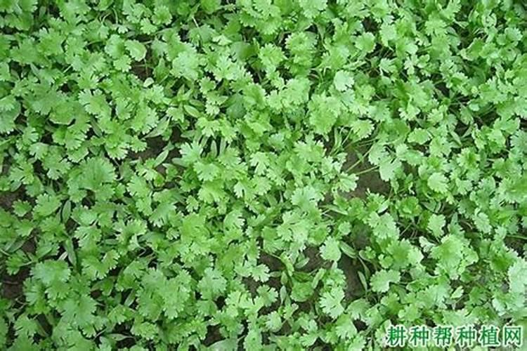 香菜反季节种植越来越多,香菜反季节栽培有什么好的方法？