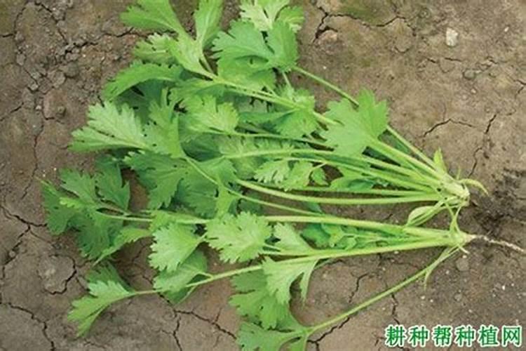 芫荽施肥技术要点是什么？