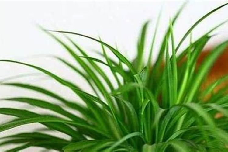 花椒树什么时候施肥好 花椒的施肥时间