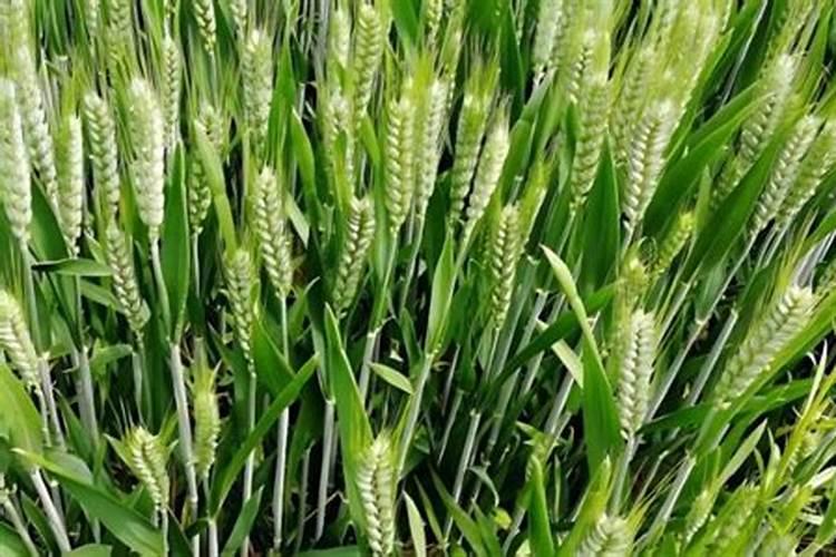 芸天力用在小麦上什么时间使用最好