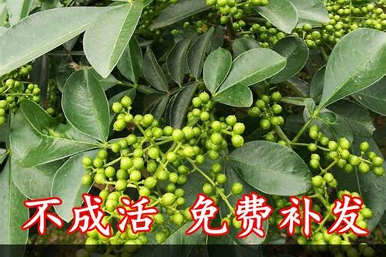 双膦酸盐在乳腺癌辅助治疗中的作用