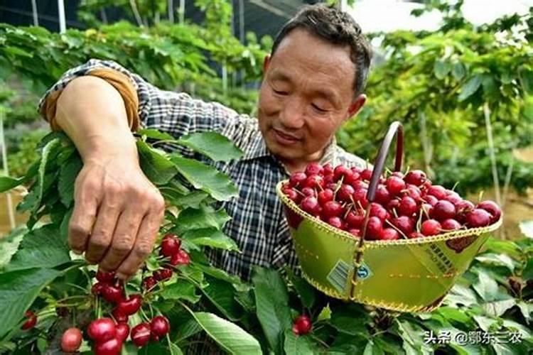 水稻用尿素喷治作叶面肥应每亩用多少斤尿素呢？
