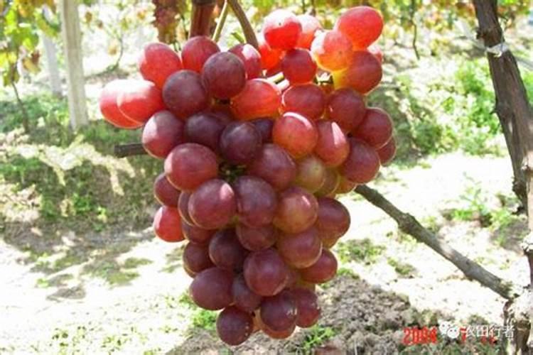 某食盐样品中含有少量沙土、氯化钙和氯化镁,以下是除去食盐样品中沙土...