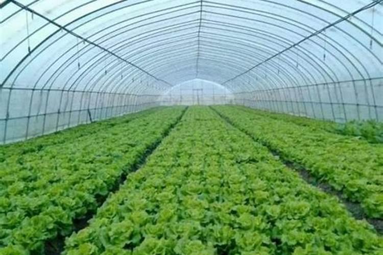 黄粉虫粪沙成蔬菜专用肥有哪些特点