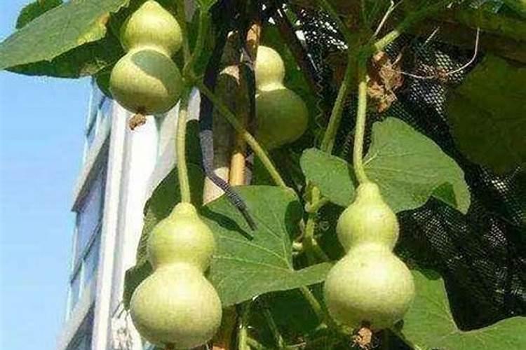 葫芦坐果期如何施肥