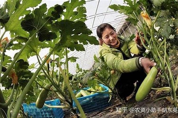 葫芦施肥施什么肥