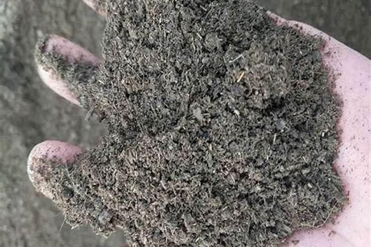 甘肃当归种植怎么施肥