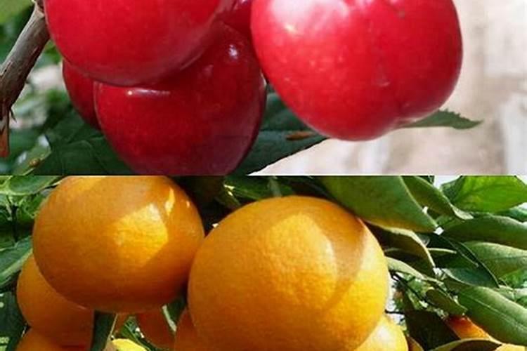 如何正确使用叶面肥？ 农民常用杀蚜剂之噻虫啉