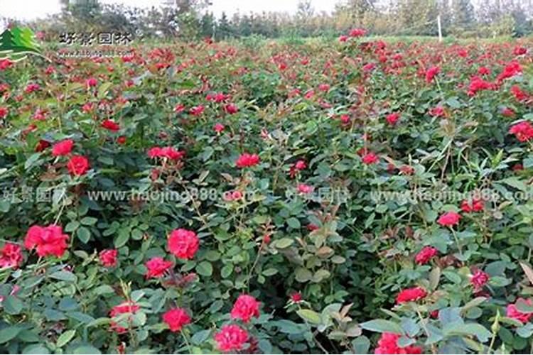 月季花用什么肥料最佳？