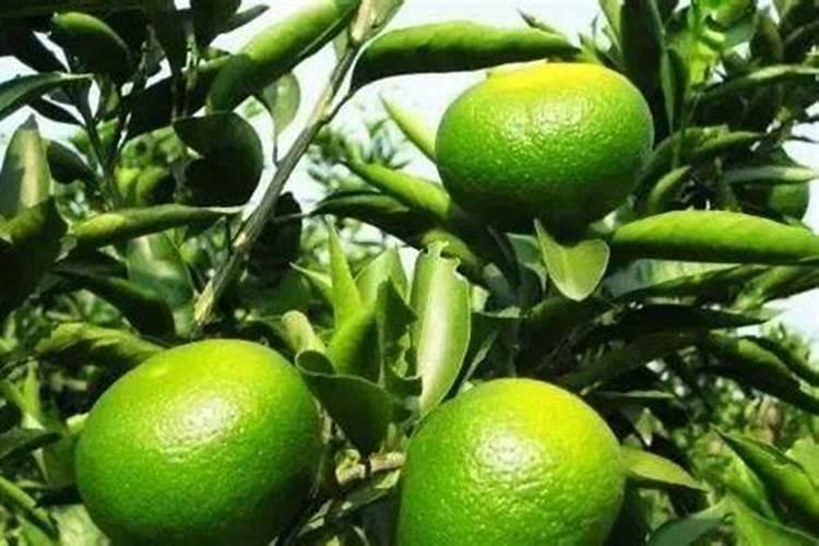 苦瓜禁用什么肥料 苦瓜禁止用什么肥料