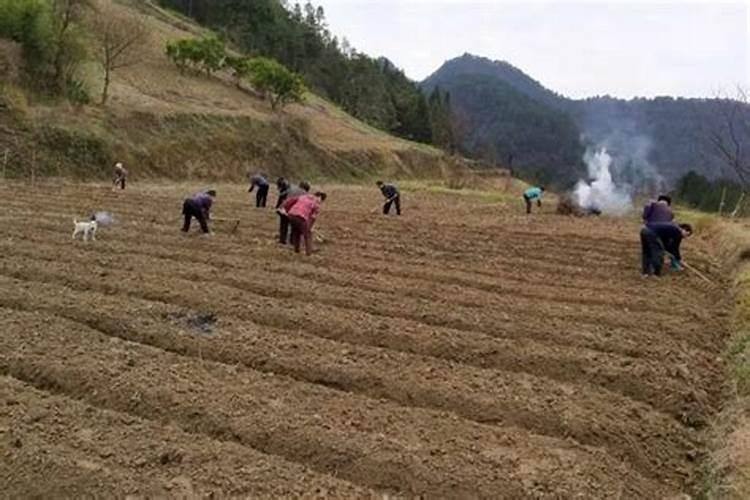 苹果树在冬天养护需注意哪些方面？