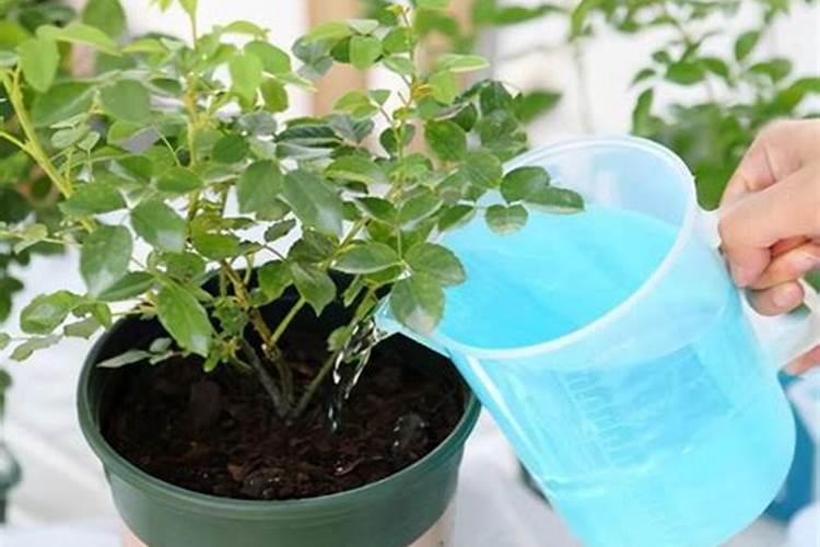 绿植施肥用什么肥料最好 给绿植施4种肥长得好