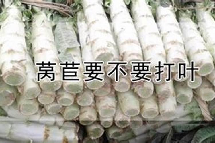 莴苣用什么肥料变高变粗 附莴苣的种植方法